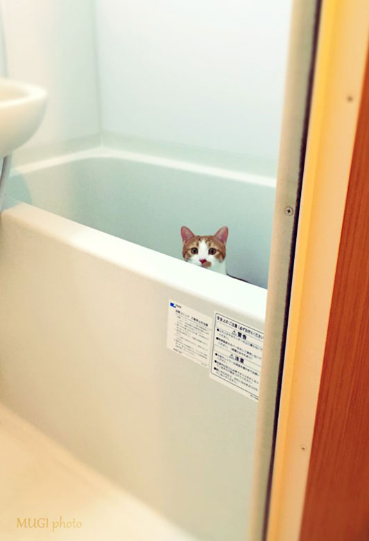 お風呂からのぞく猫