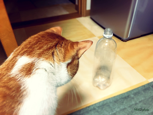 ペットボトル猫